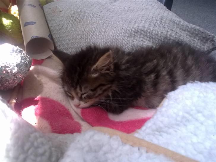 Maine Coon LizMis billede 9