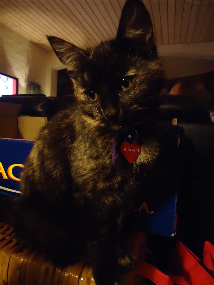 Blanding af racer Minnie - Her er hun så ;D billede 7