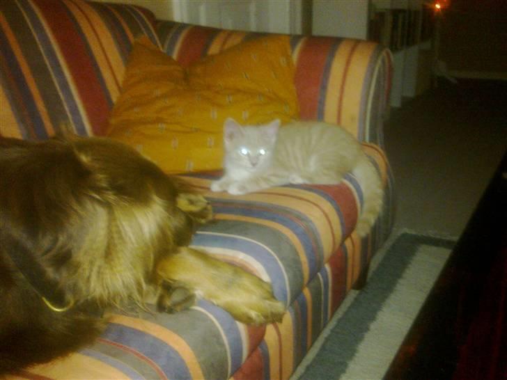 Huskat Bobby billede 9