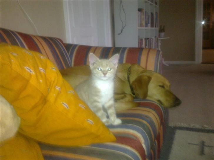 Huskat Bobby billede 10