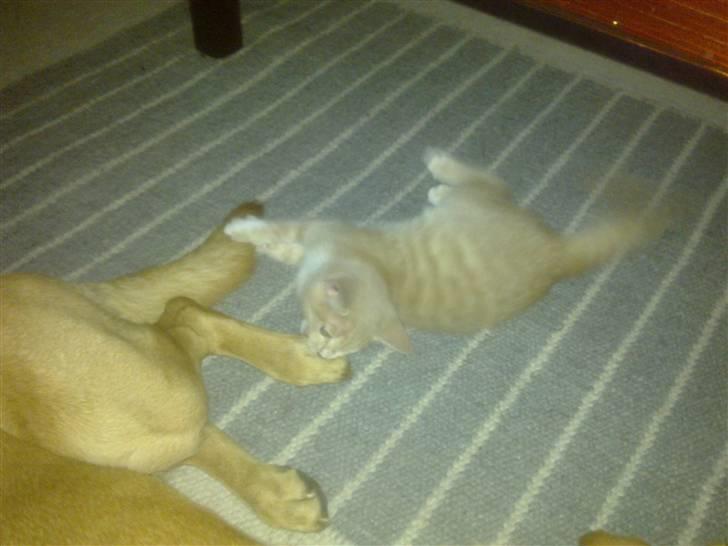 Huskat Bobby - Victors hale er bare så sjov at lege med :-) billede 11