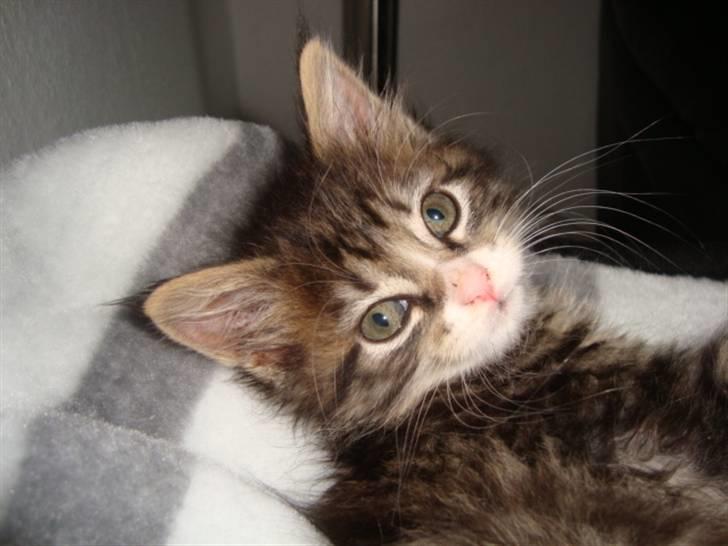 Maine Coon LizMis billede 10