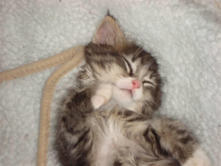 Maine Coon LizMis billede 11