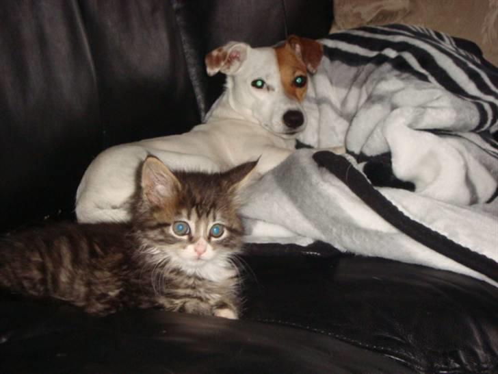 Maine Coon LizMis billede 12