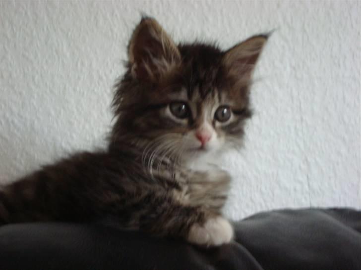 Maine Coon LizMis billede 13
