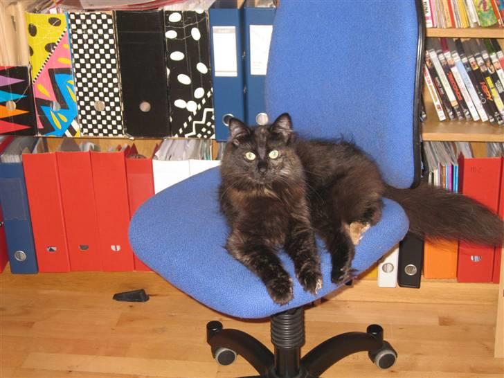 Norsk Skovkat Misser billede 6