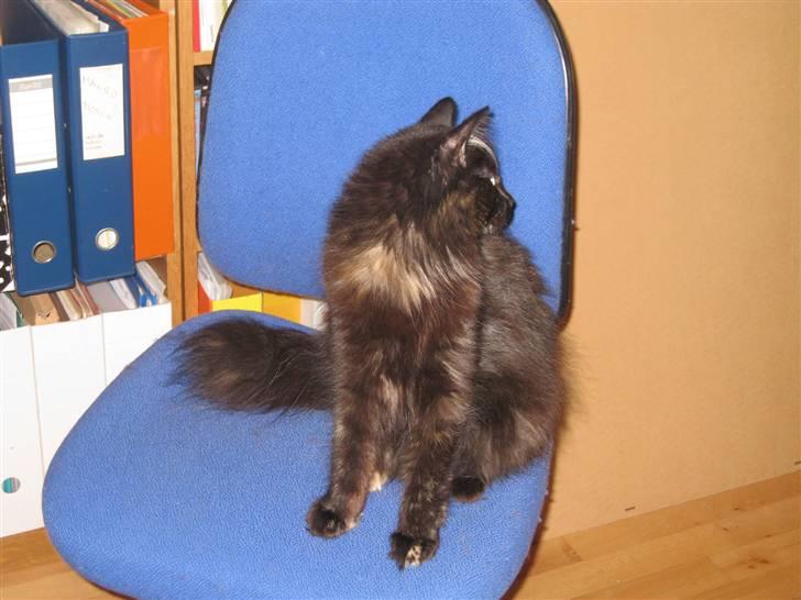 Norsk Skovkat Misser billede 7