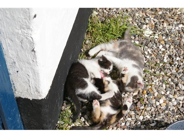 Huskat Hannibal (solgt) billede 1