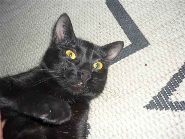 {{currentPhoto.altText}} billede {{currentPhoto.number}}