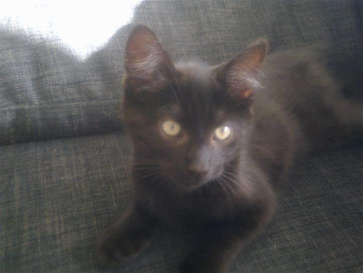 {{currentPhoto.altText}} billede {{currentPhoto.number}}