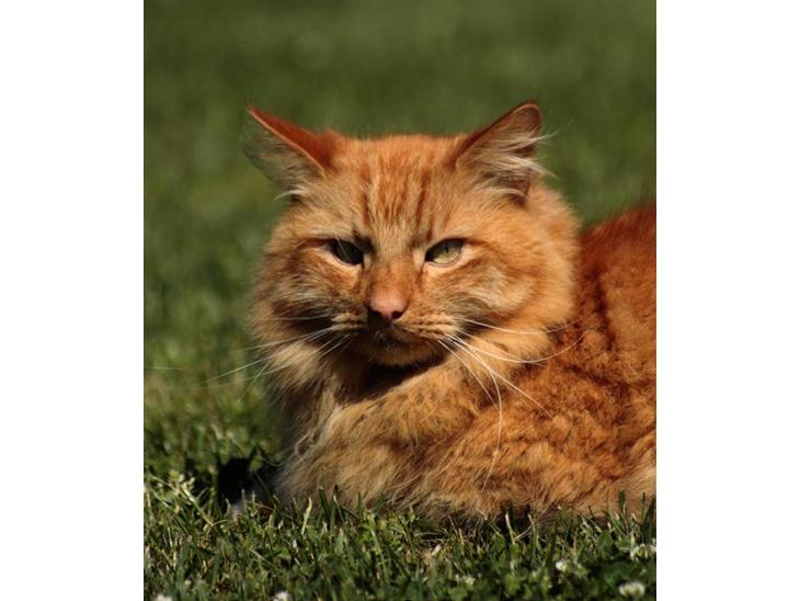 Norsk Skovkat Garfield - 1) Velkommen til Garfields profil! smid lige en bedømmelse og kommentar, før du går. - Tak! ;D | © MichelleGreveNielsen 2010 - Intet må kopieres uden min tilladelse! |  billede 1
