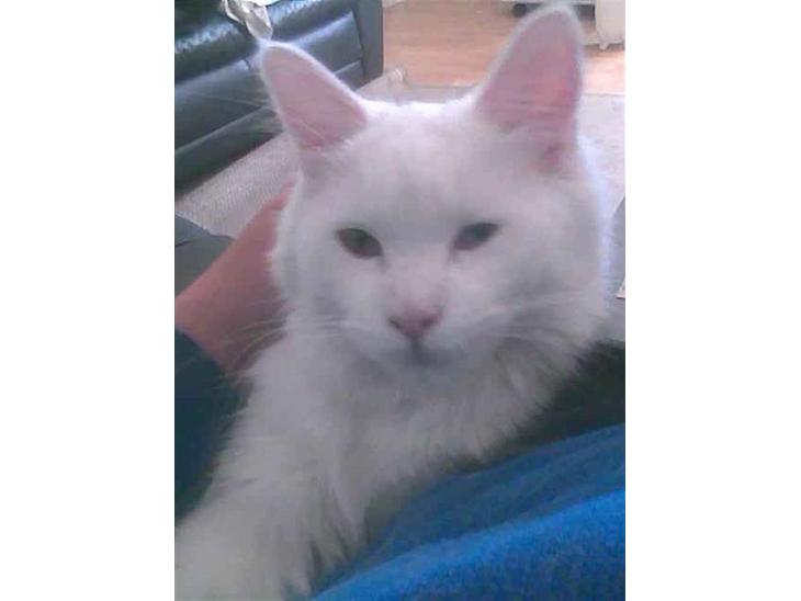 Maine Coon Dalsgaardens Simba billede 1