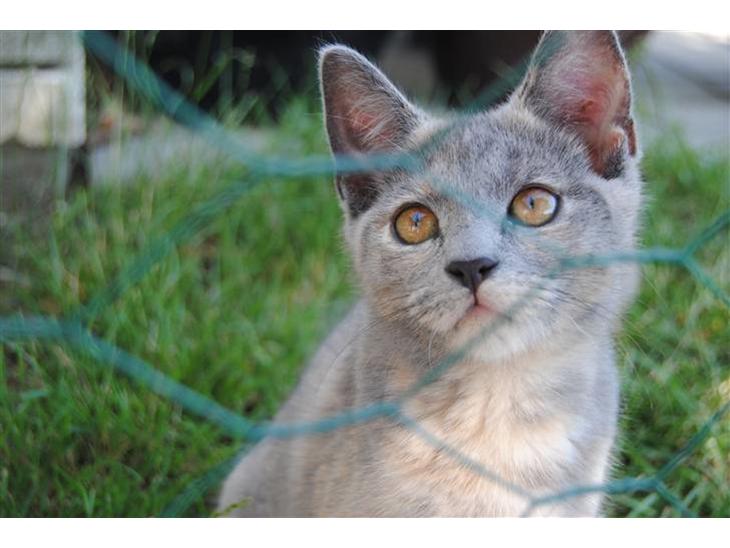 Huskat June billede 1