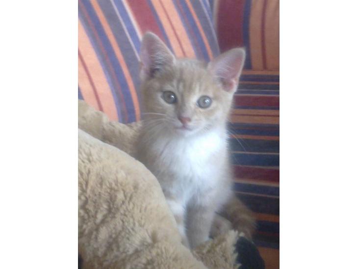 Huskat Bobby - Smukke Betty Boop :-) billede 1