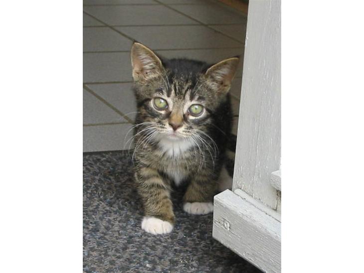 Huskat Fozi R.I.P - Nuttede Fozi. Man kan godt se på benene at de er for korte. billede 1