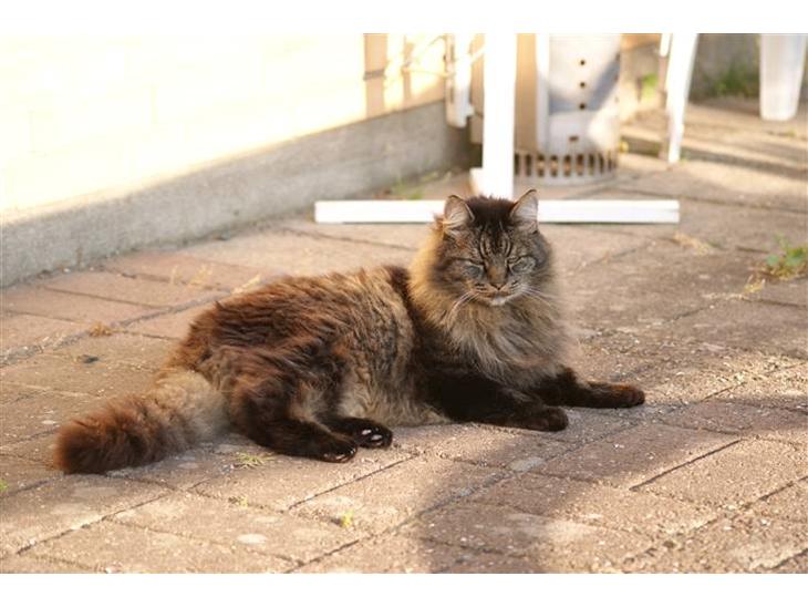 {{currentPhoto.altText}} billede {{currentPhoto.number}}