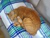Blanding af racer Bettemus R.I.P. :'( :'( [ Himmelkat]