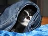 Huskat Turbo