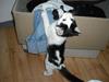 Huskat Mali