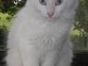 Maine Coon Nanok