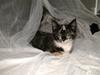 Blanding af racer Fifi ##SOLGT## [Tidl. kat]