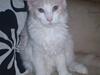 Maine Coon Lykkekatte Jersey
