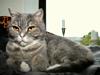British Shorthair Freya