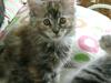 Maine Coon Lille silje  ledig