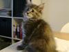 Maine Coon lille tilde  ledig