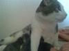 Huskat Mille