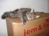 Maine Coon Silke