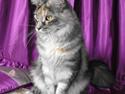 Maine Coon CorkyCoons Joline