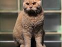 Selkirk Rex Lykken Hassy