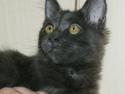 Maine Coon Tomahawk´s bull goes hunt