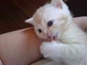 British Shorthair DK Kjattas Gillianos