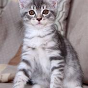 Blanding af racer Enzo R.I.P