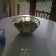 Blanding af racer Enzo R.I.P