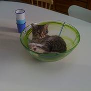 Blanding af racer Enzo R.I.P