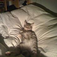 Blanding af racer Enzo R.I.P