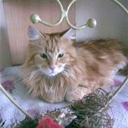 Maine Coon Chilli<3 (R.I.P) :'(