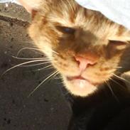 Blanding af racer Pjevs