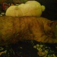 Blanding af racer Pjevs