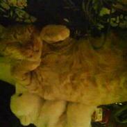 Blanding af racer Pjevs