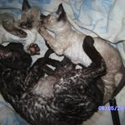 Devon Rex Berta