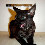 Devon Rex Berta