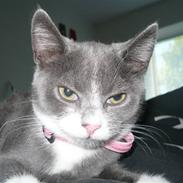 Huskat Mokai