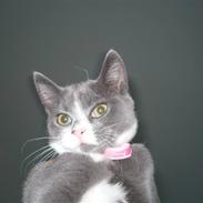 Huskat Mokai