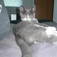 Huskat Mokai