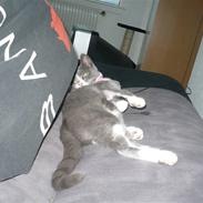 Huskat Mokai
