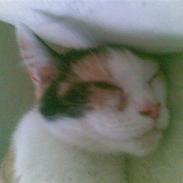 Huskat mathilde